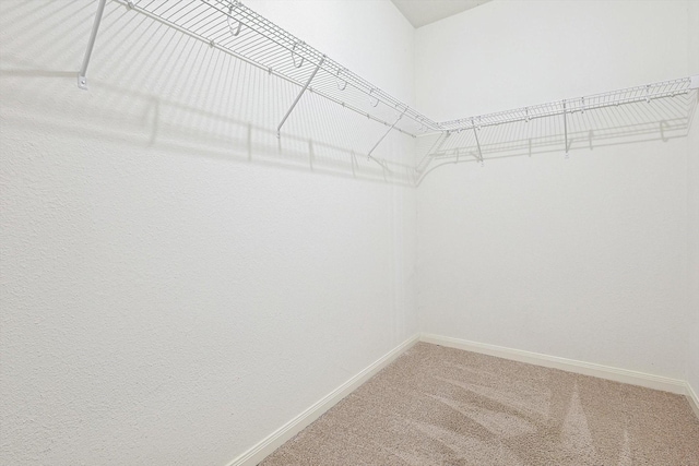 spacious closet featuring carpet flooring