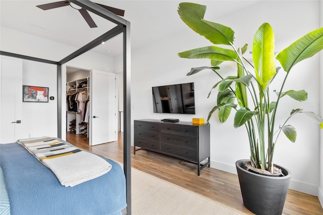 bedroom with ceiling fan, a walk in closet, a closet, and light wood-type flooring