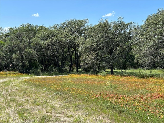 view of local wilderness