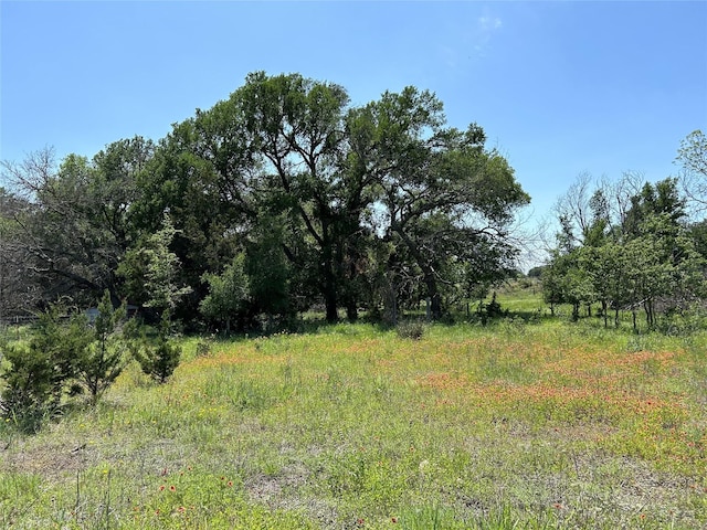 view of local wilderness