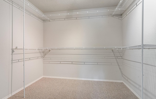 spacious closet featuring carpet flooring