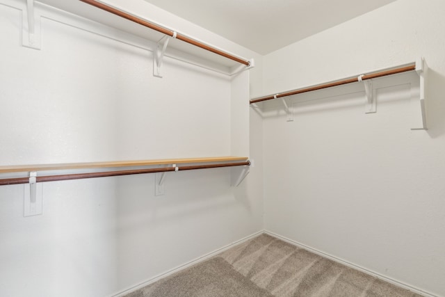 spacious closet featuring carpet