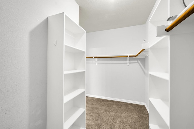 walk in closet with carpet floors