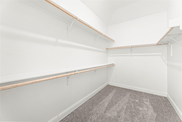 spacious closet featuring carpet flooring