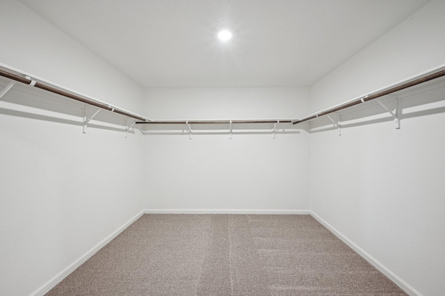 walk in closet with carpet flooring