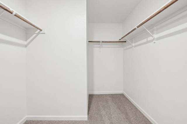 walk in closet featuring carpet