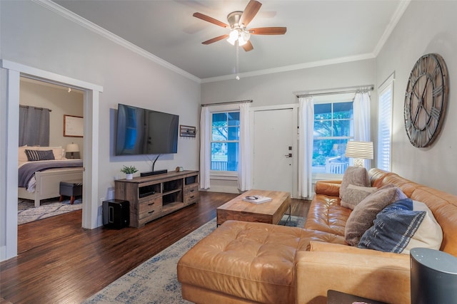 living room with a healthy amount of sunlight, dark hardwood / wood-style floors, ceiling fan, and ornamental molding