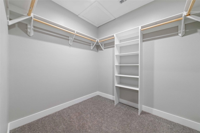 spacious closet featuring carpet flooring