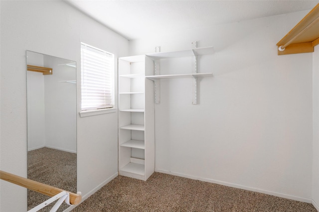 walk in closet featuring carpet floors