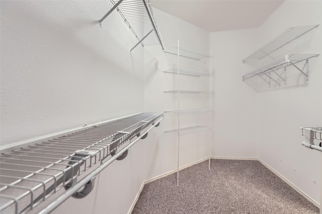 spacious closet featuring carpet flooring