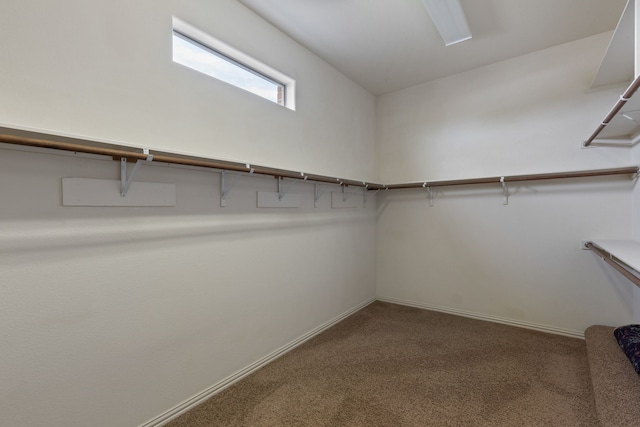 walk in closet featuring carpet floors