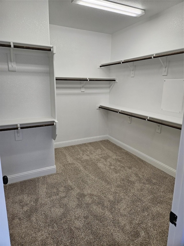 walk in closet with carpet floors