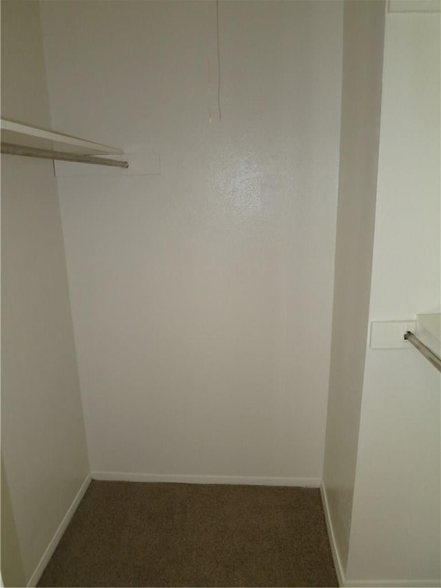 spacious closet with carpet floors