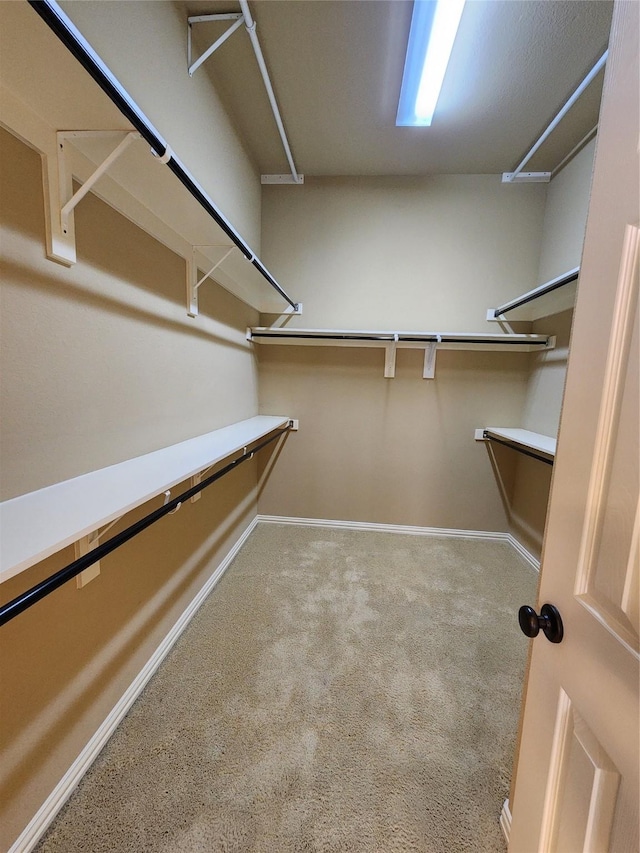 spacious closet featuring carpet