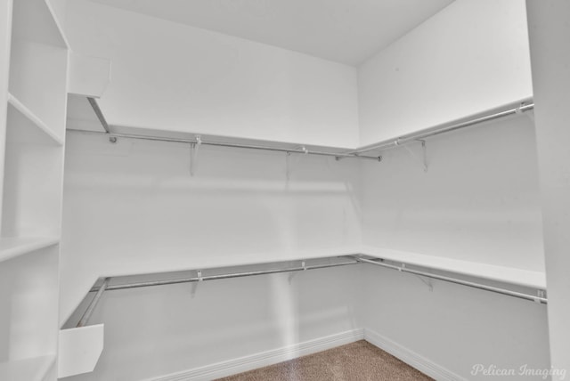 walk in closet featuring light colored carpet