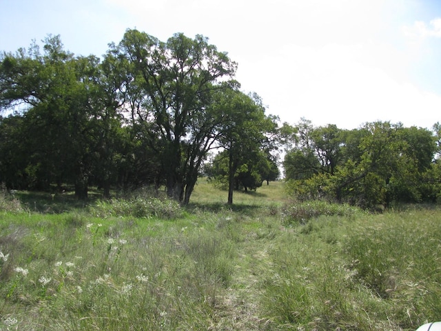 view of local wilderness