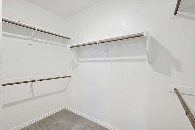 walk in closet with carpet flooring