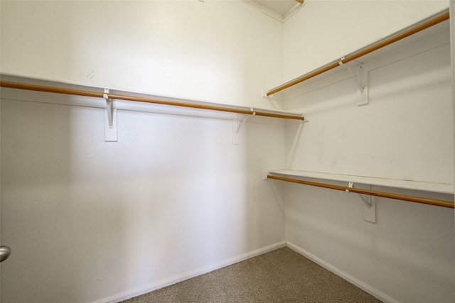 walk in closet with carpet floors