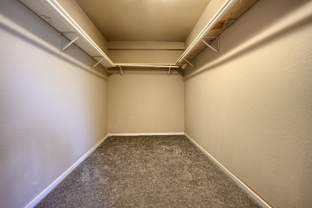 spacious closet featuring carpet flooring