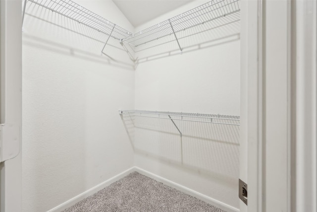 spacious closet featuring carpet