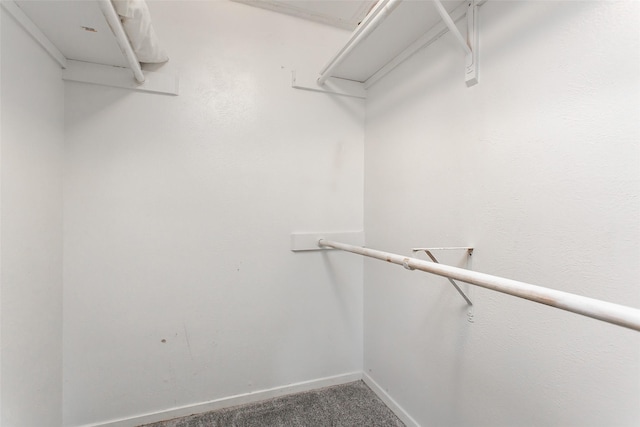 spacious closet featuring carpet floors