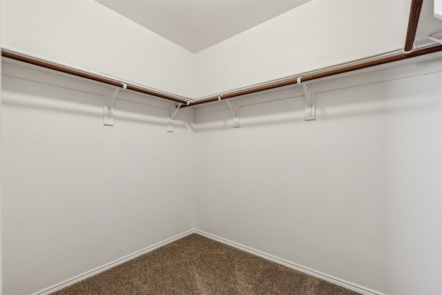 walk in closet with carpet floors