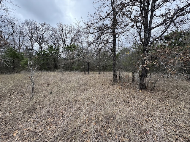 view of local wilderness