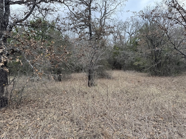 view of local wilderness