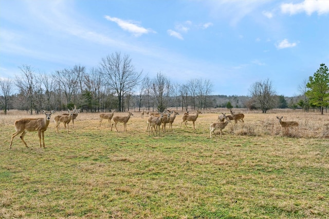 view of yard with a rural view