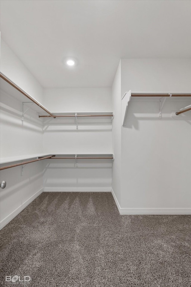 walk in closet with carpet flooring