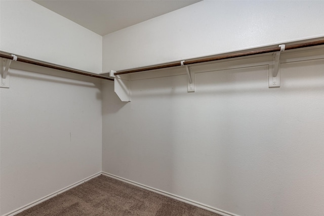 spacious closet featuring carpet