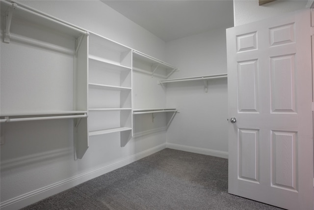 walk in closet featuring carpet