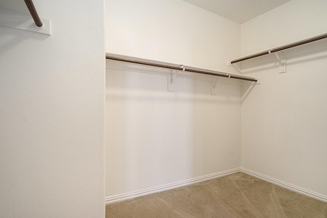 walk in closet with carpet floors