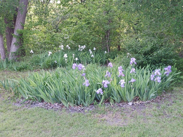12 Brookhaven Dr, Lucas, TX 75002 - view of yard