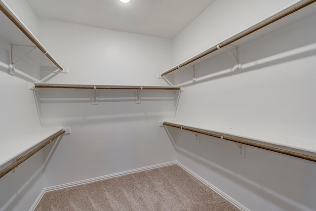 spacious closet featuring carpet