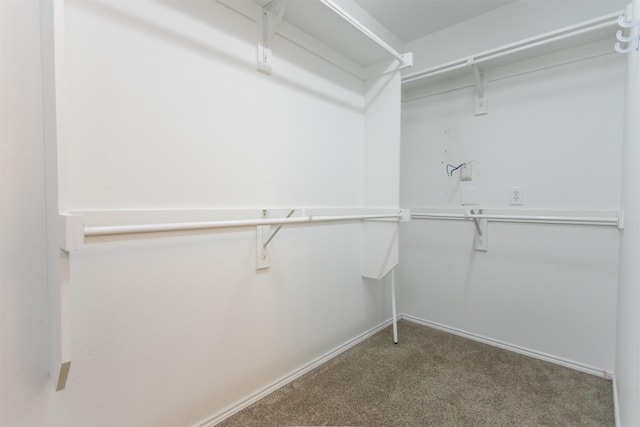 walk in closet with carpet flooring