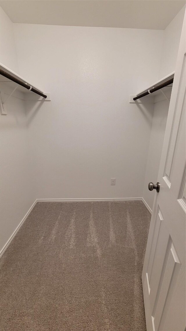 walk in closet with carpet floors