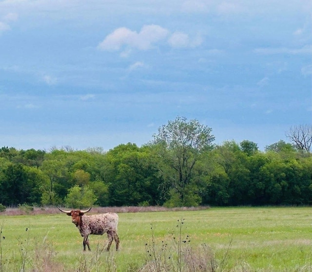 view of nature with a view of trees and a rural view