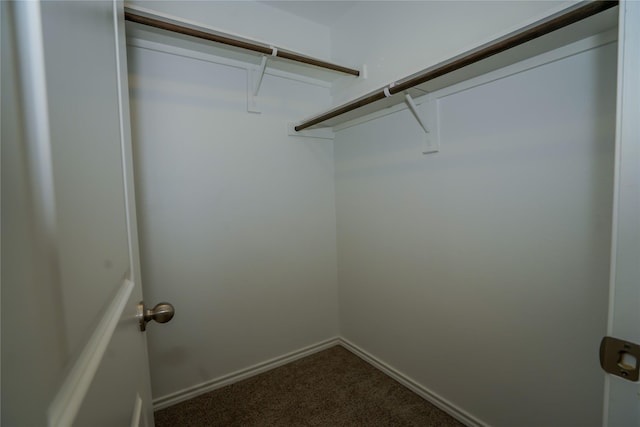 spacious closet featuring carpet