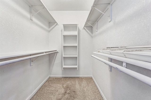 spacious closet featuring carpet floors