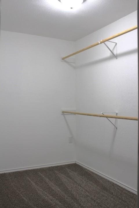 walk in closet with carpet flooring