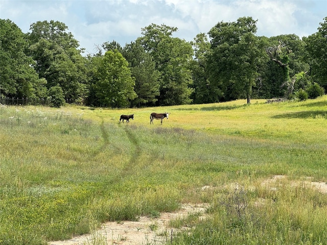 view of local wilderness with a rural view