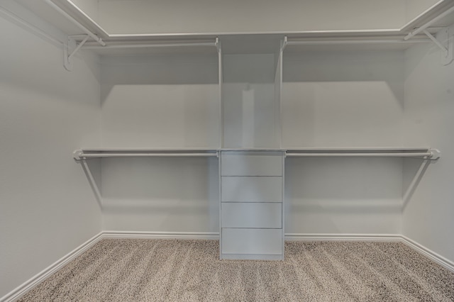 spacious closet featuring carpet