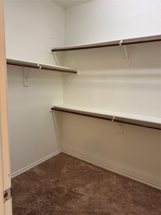 walk in closet with carpet flooring