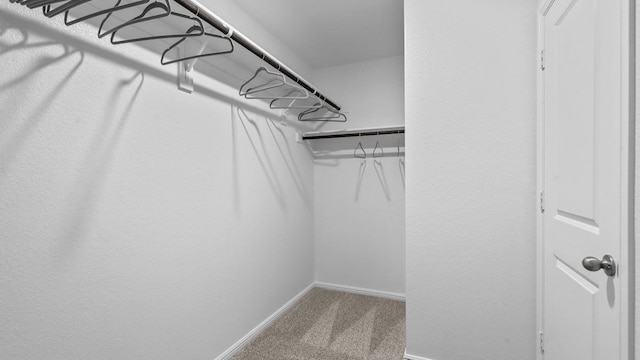 spacious closet featuring carpet