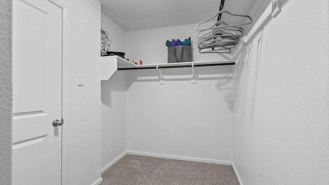 walk in closet featuring carpet flooring