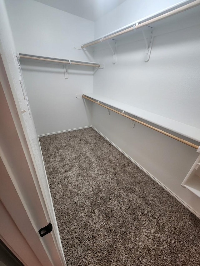 walk in closet with carpet floors