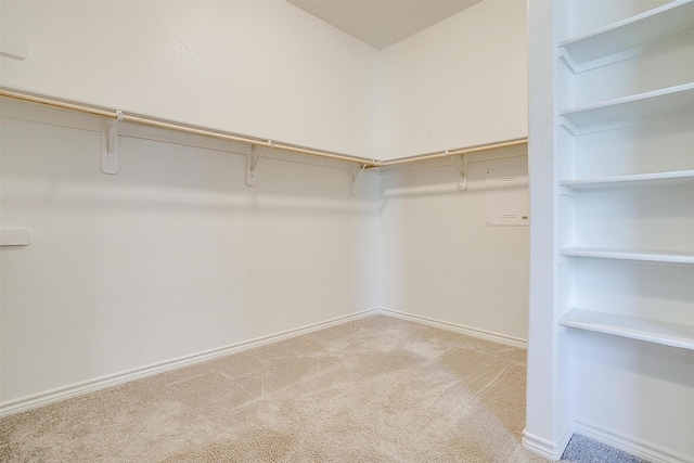 spacious closet featuring carpet