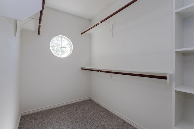 walk in closet featuring carpet flooring