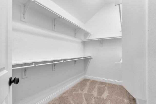 spacious closet featuring carpet